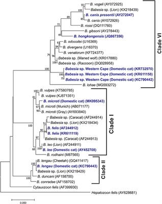 Babesia Species of Domestic Cats: Molecular Characterization Has Opened Pandora's Box